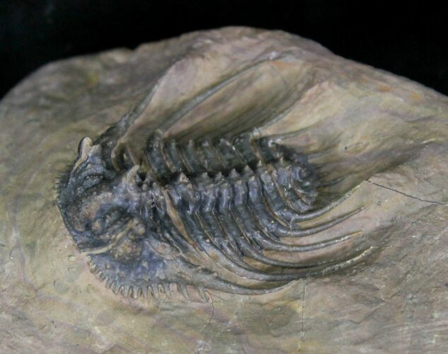 Spikey Leonaspis Trilobite - Atchana, Morocco #22549